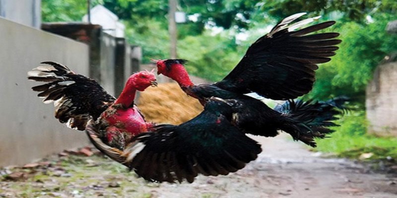 Bật Mí Bí Quyết Chơi Đá Gà Jun88 Hiệu Quả Nhất 5 www.asomi.co.in