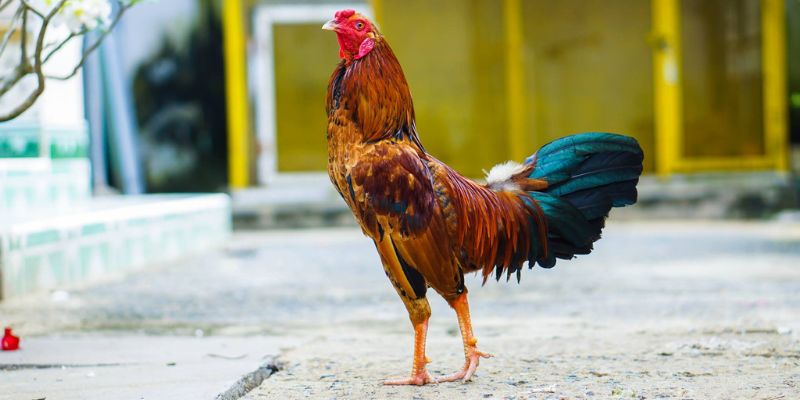 Bật Mí Cách Nuôi Gà Tre Đá Không Phải Ai Cũng Biết 6 Cách Nuôi Gà Tre Đá