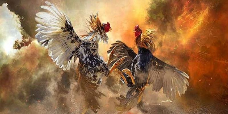 Xem Đá Gà Uy Tín Nhất Ở Đâu? - Jun88 4 da ga 3